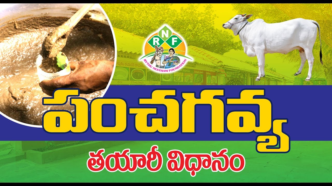 PanchaGavya Preparation || పంచగవ్య తయారీ విధానం || Rythunestham Foundation