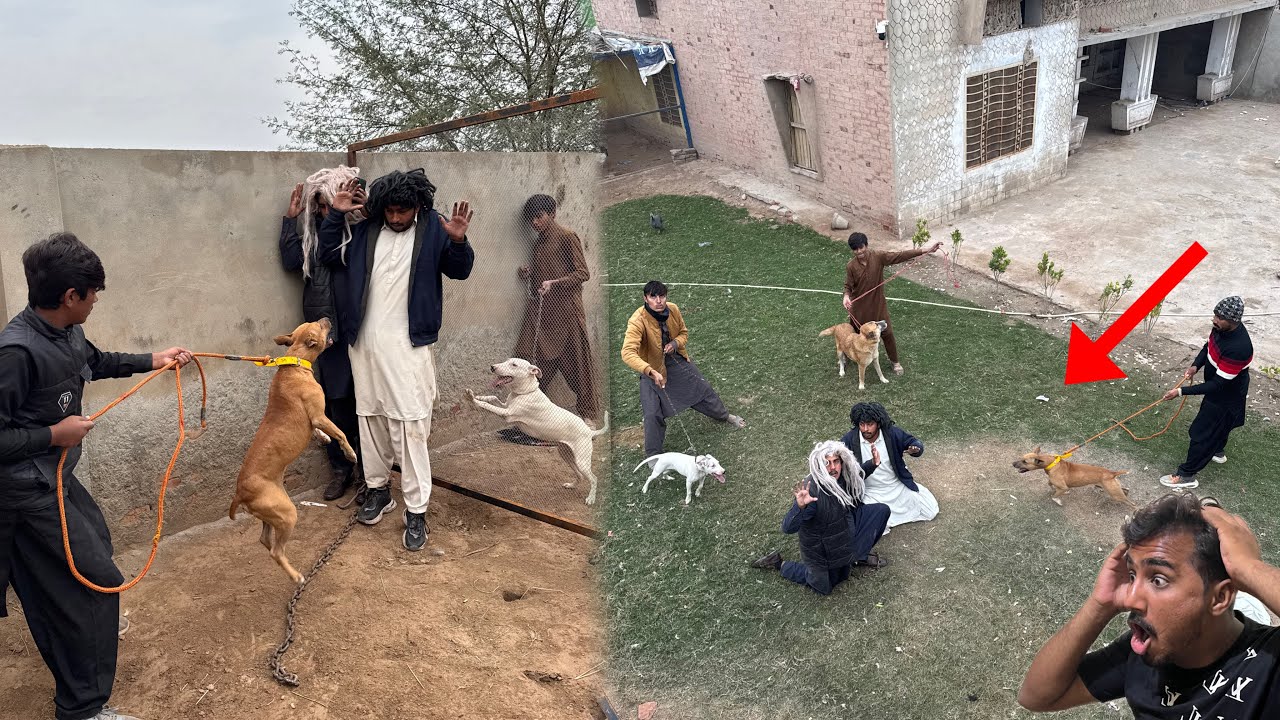 Dogs Ka Hamla Krwa Dia Dakuu  K Opr 😡