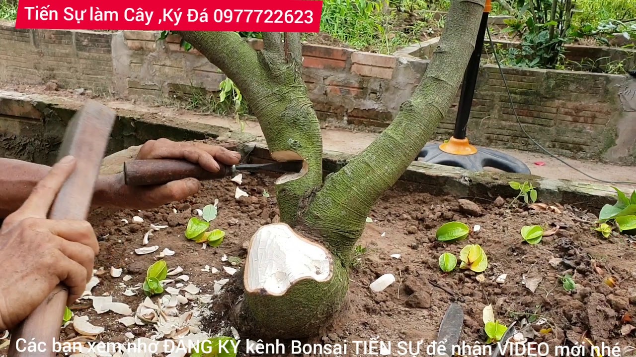 Ts250. Chuyển cây KHẾ CHUA TỰ DO VỀ TRỰC HOÀNH chờ  .tại Lý nhân.