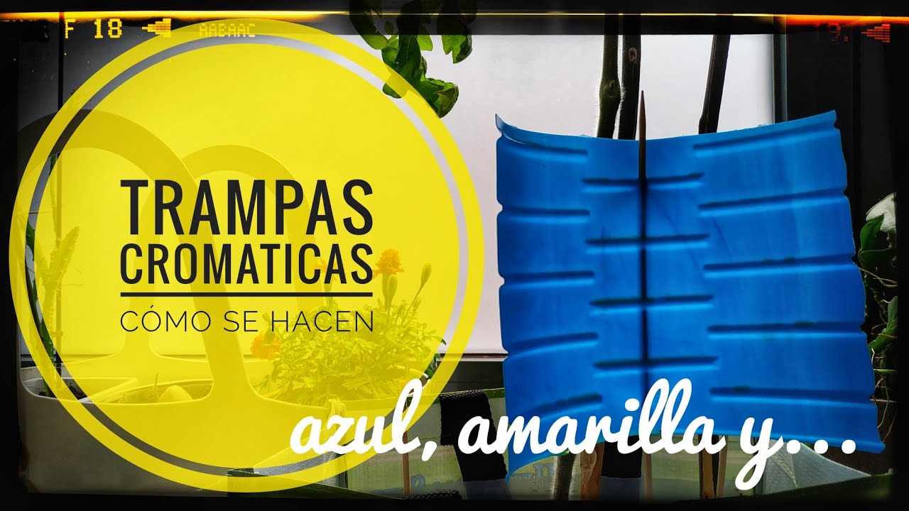 Cómo hacer TRAMPAS CROMÁTICAS contra el PULGÓN la MOSCA BLANCA los TRIPS y la TUTA absoluta 🌱💪