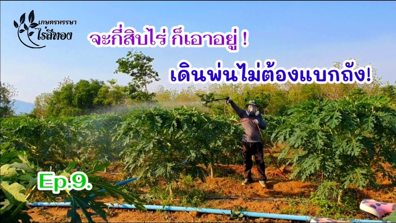 ระบบพ่นฮอร์โมนแบบไร้ถังแบก ตอบโจทย์ชาวสวน |Ep.9 |พร้อมเผยอุปกรณ์|มะละกอฮอลแลนด์