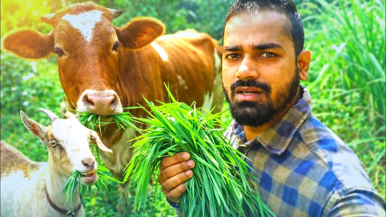 অল্প ঘাস দিয়ে  ঘাস বাড়ানোর উপায় 