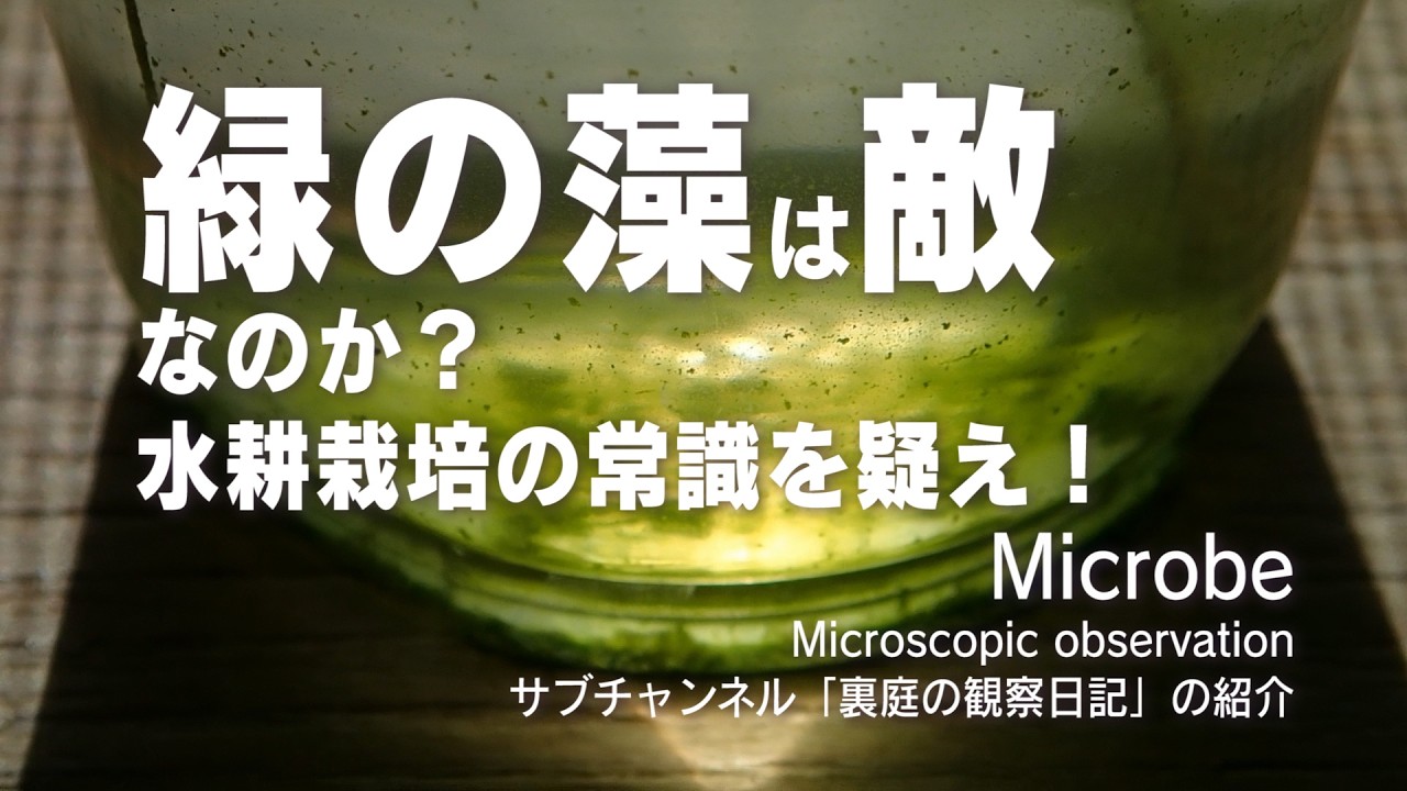 水耕栽培 緑の藻 衝撃の世界 | 裏庭の観察日記 00 | #顕微鏡 Green water in hydroponics #microbes #microscopyworld #elevenlabs