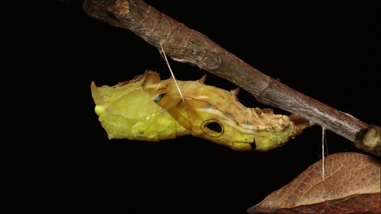 Spicebush Swallowtail Forming Chrysalis