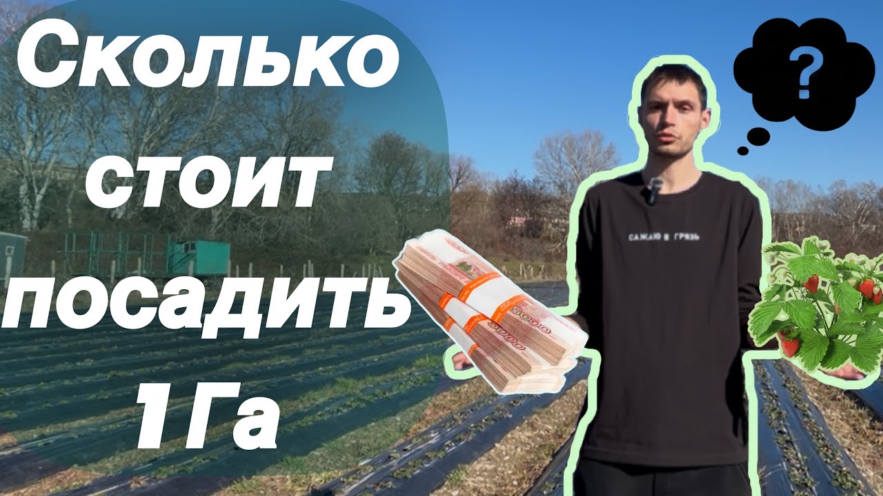 Посадка 1 гектара клубники 2025-2026 год, цены, материалы, мнение, стоимость.