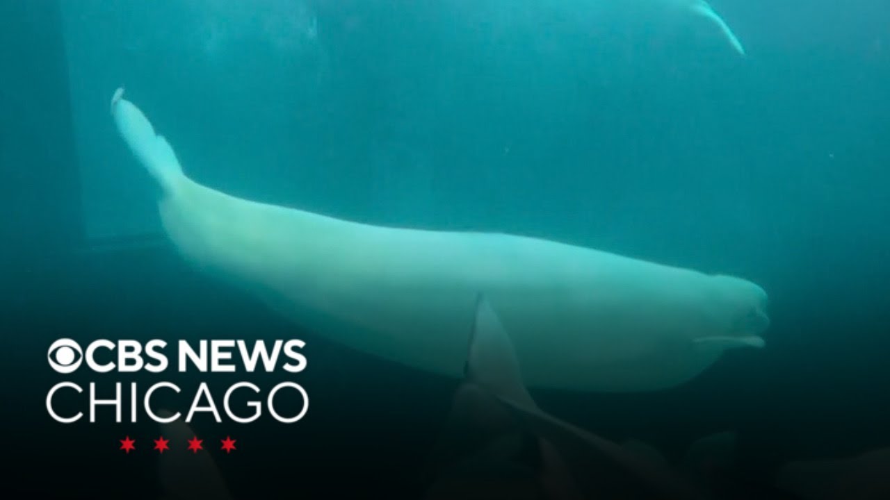 4th beluga whale, 3rd rescue dies at the Shedd Aquarium