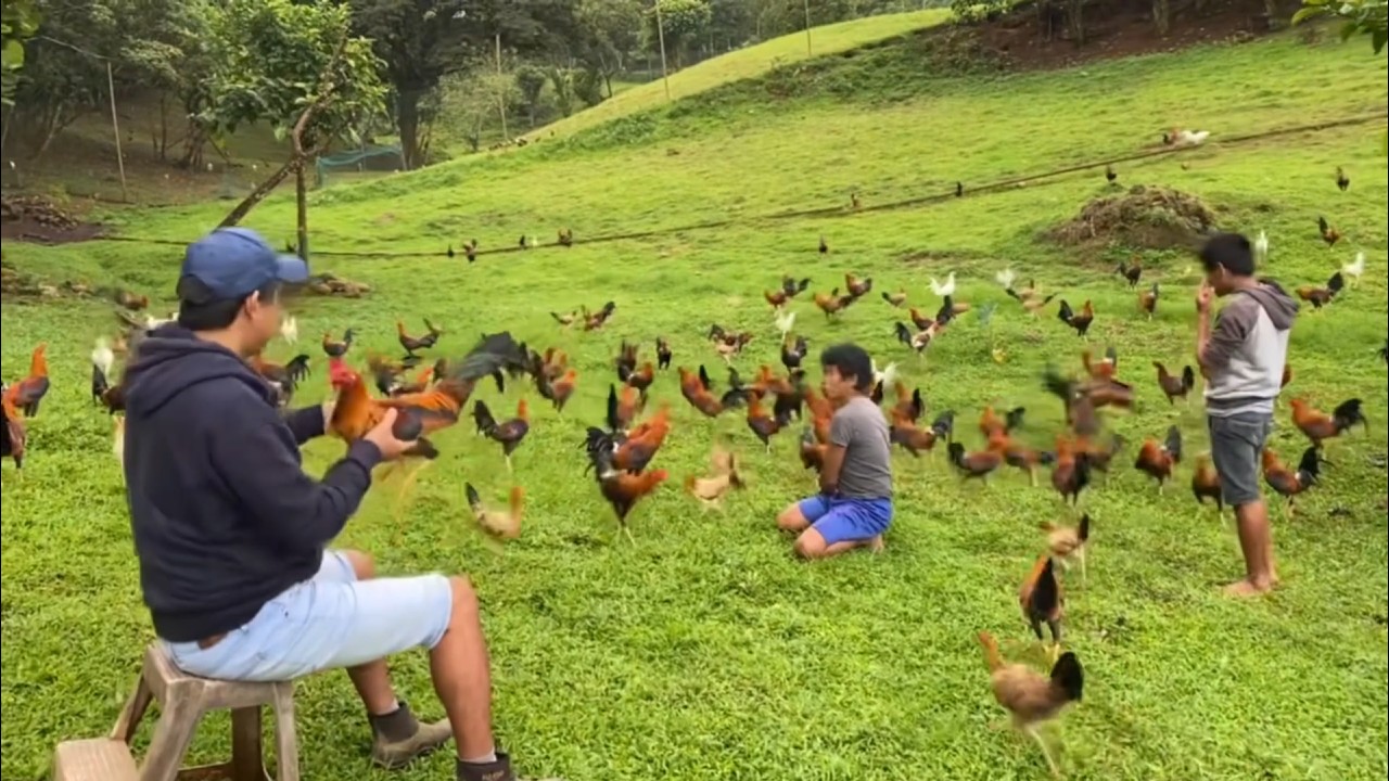 Red Gamefarm | Range area | Hardening | Cording