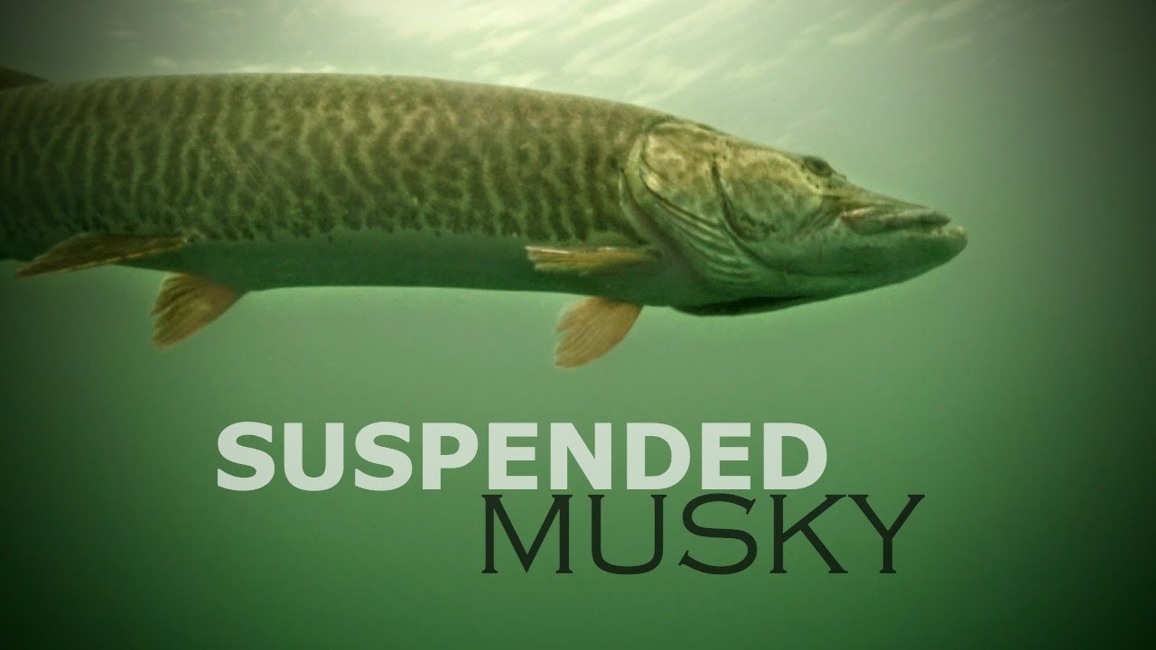 Epic Suspended Musky Hunt - Deadly Tactics Revealed