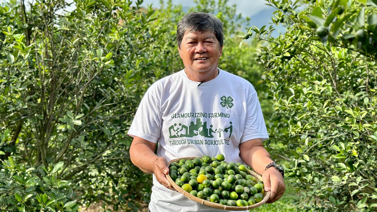 3M per ha per month kita sa Kalamansi farm sa Zamboanga City! Bakit mas mataas kaysa sa Luzon?