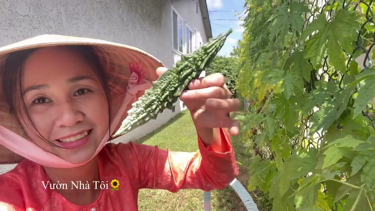 ✅ Thu Hoạch Khổ Qua, Cà Chua Hái Mà Mê