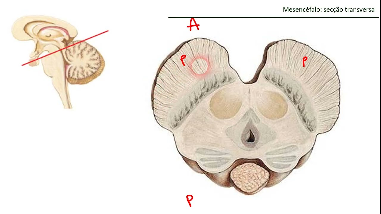 ANATOMIA DO MESENCÉFALO