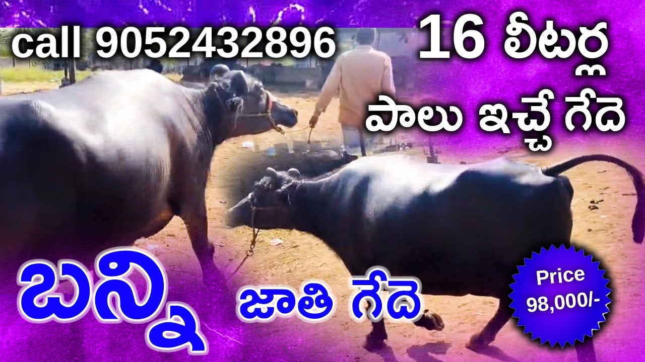 16 లీటర్ల పాలు ఇచ్చే బన్ని జాతి గేదె Banni bull Mother Milk capacity 16 litres call 9052432896