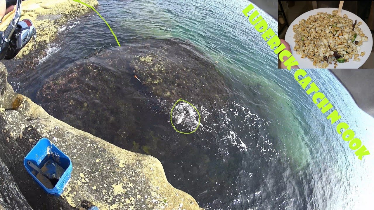 Frustrating When You See the Fish but Cannot Hookup - Luderick Catch n Cook