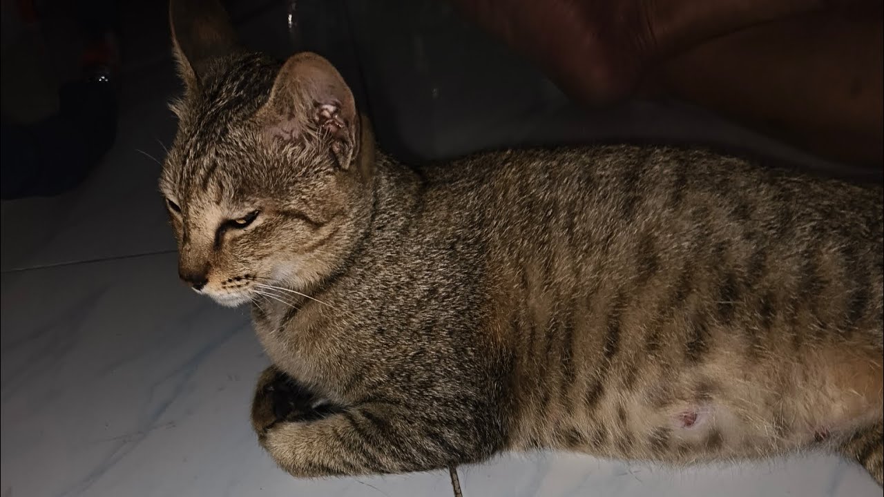 แมวหาย10วันตามหาทั้งหมู่บ้านสุดท้ายก็เจอ