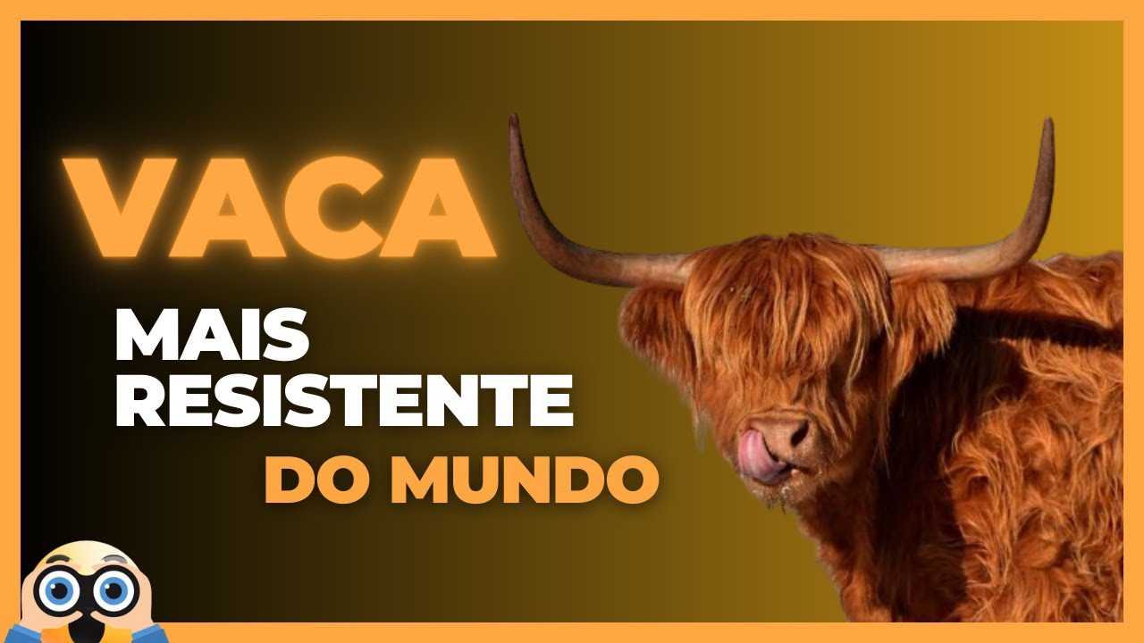 Vaca Peluda da Esc&oacute;cia #curiosidades #mundoanimal #vacadaescocia