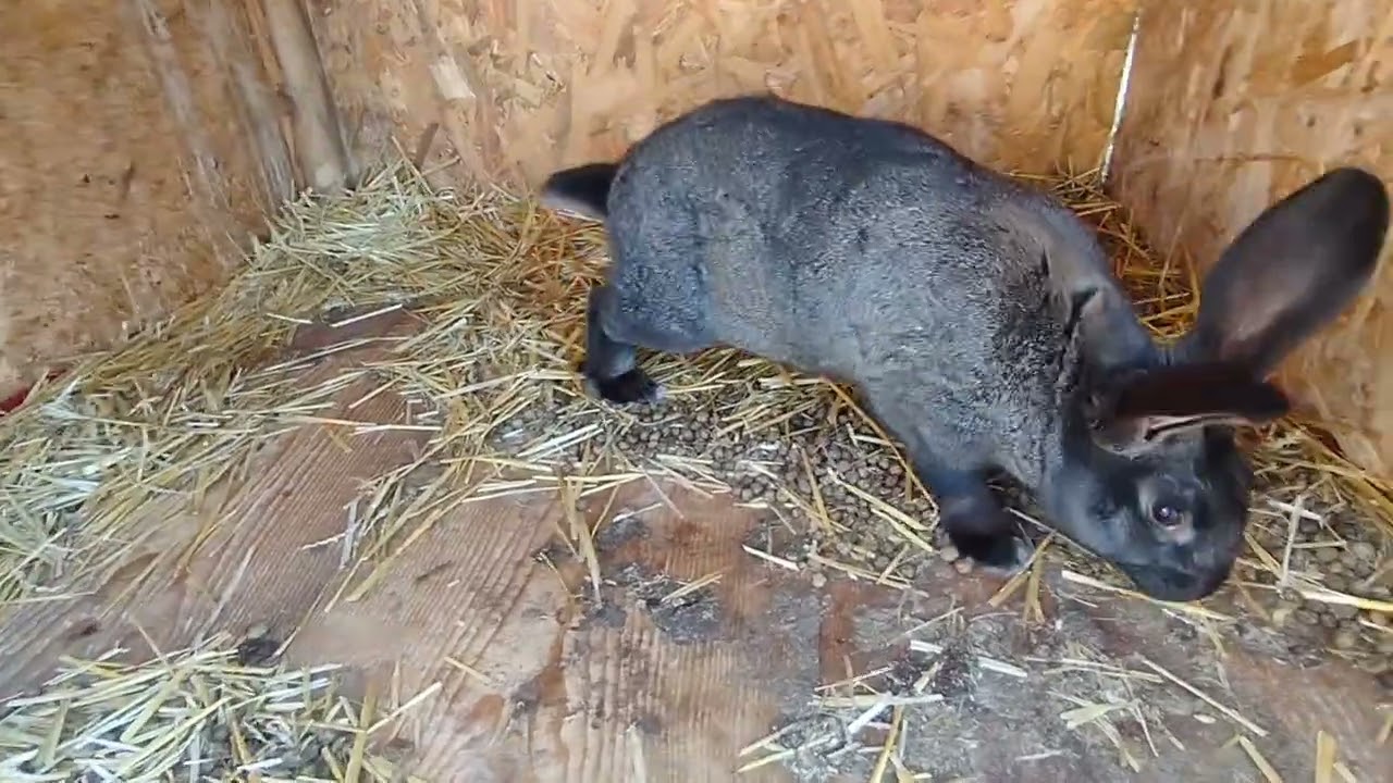 Noutăți în Mini Ferma 