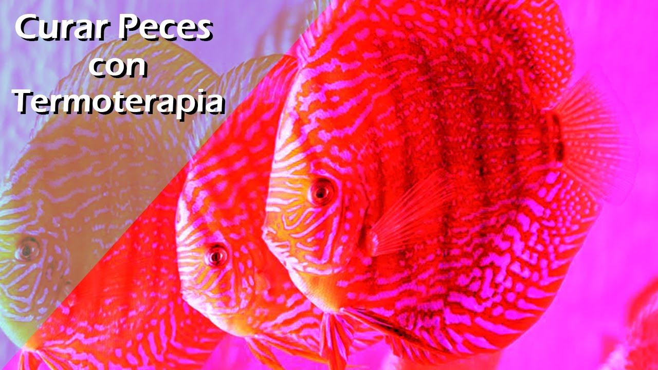 178🌡️🧰.- Cómo CURAR PECES sin medicamentos, TERMOTERAPIA (método natural)