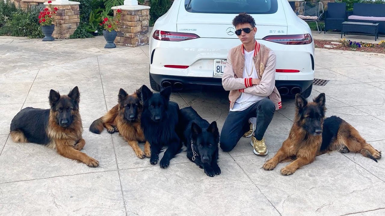 A Day In The Life Of Augusto & The Ultimate Pack( 6 dogs).