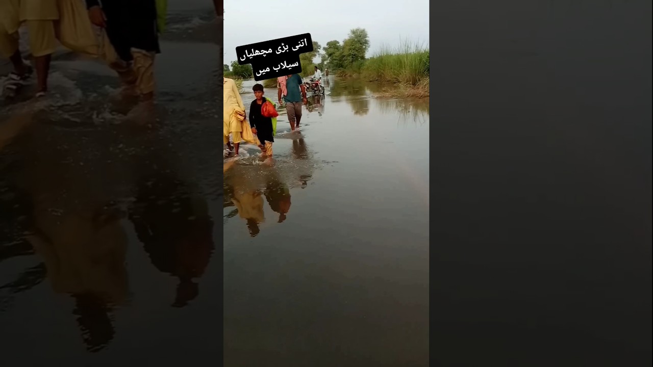 flood main boht machki ai hai #flood #floodalert #shortsfeed