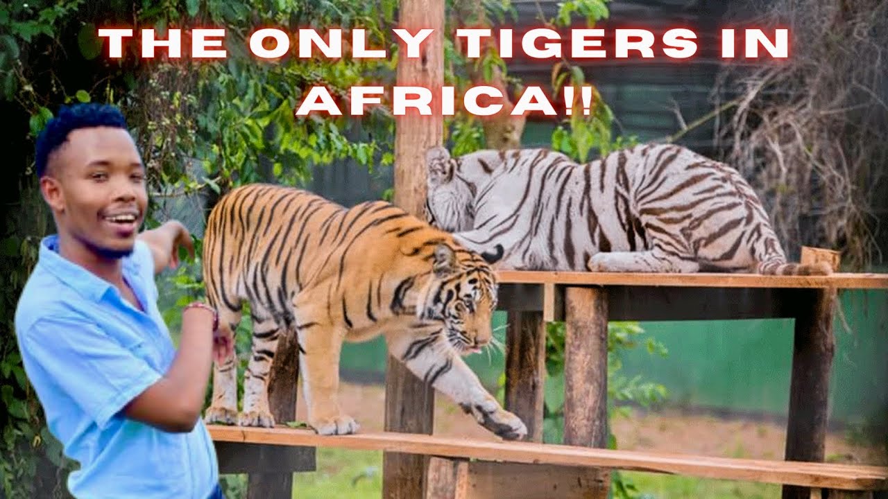 Things to do in Entebbe, Uganda 🇺🇬 - visit to the biggest wildlife conservation  in Uganda.  (UWEC)