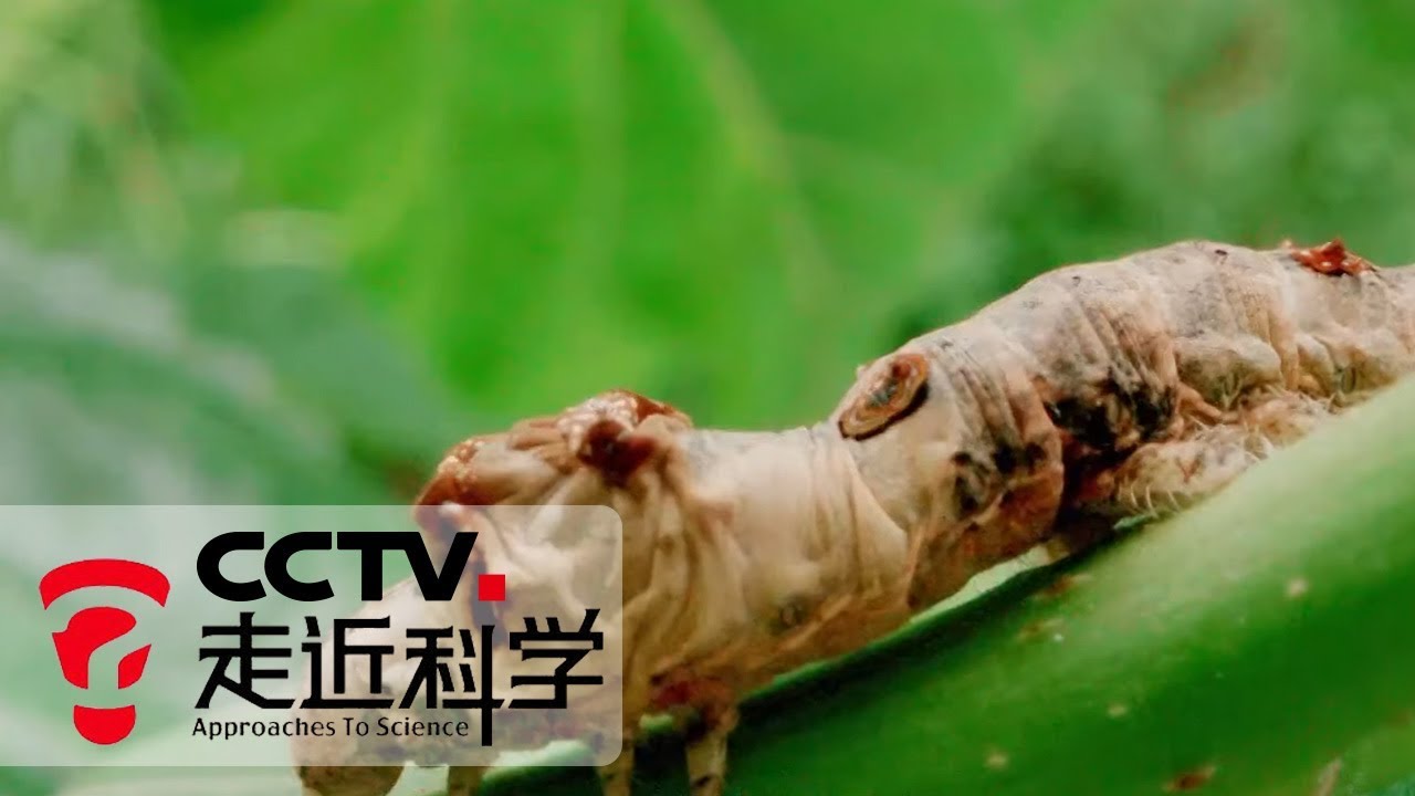 《走近科学》 桑蚕新思路 20190903 | CCTV走近科学官方频道