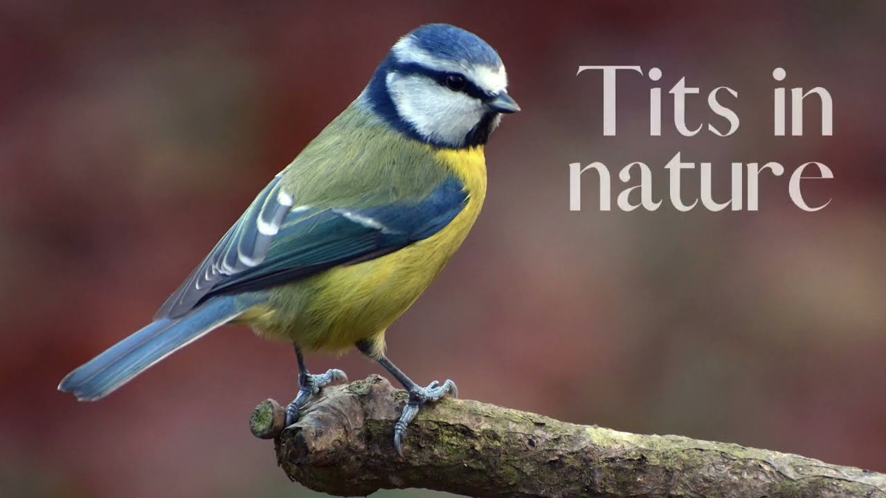 Great Tits, Blue Tits & Long-Tailed Tits!