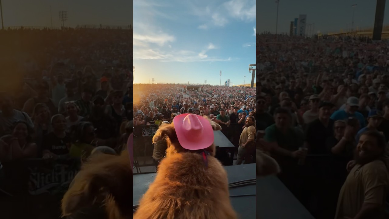 From the bus to the stage...Cocoa the Tour Dog makes her grand entrance to an awaiting crowd.