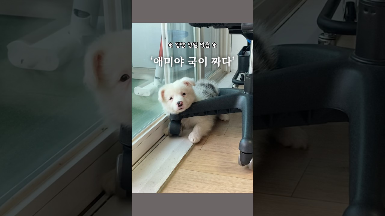 5년 전, 보더콜리 입양 첫 날 ㅋㅋㅋ