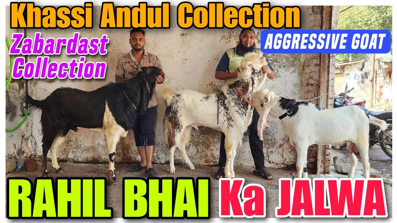 Khassi Andul Goat Collection RAHIL BHAI | Sojat Kota Hyderabadi Bakre In Bhiwandi |@Rizwankranti