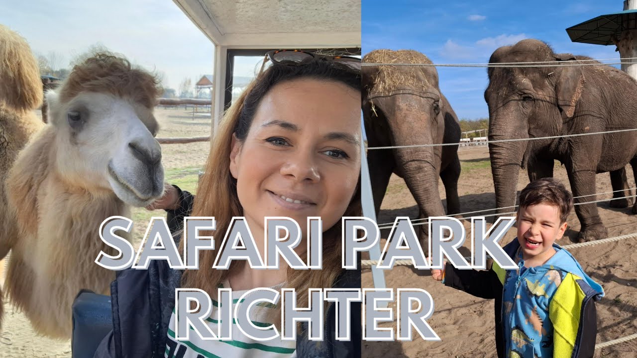 Am hrănit animalele la SAFARI PARK RICHTER, UNGARIA 🇭🇺 CĂMILE, GIRAFE, ELEFANȚI, LAME