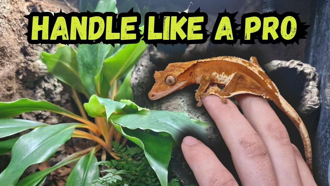 How to Properly Handle a Crested Gecko | Tips for Beginners!