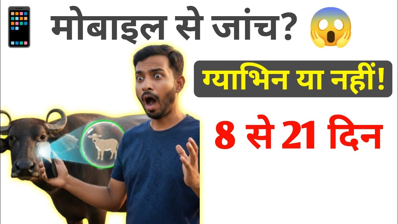 🐄🐃 गाय–भैंस ग्याभिन है या नहीं! 📱👀 मोबाइल उठाइए और पहचानिए !
