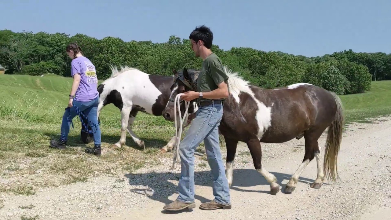 Ponies on a nature hike at Wesley Woods Camp Iowa