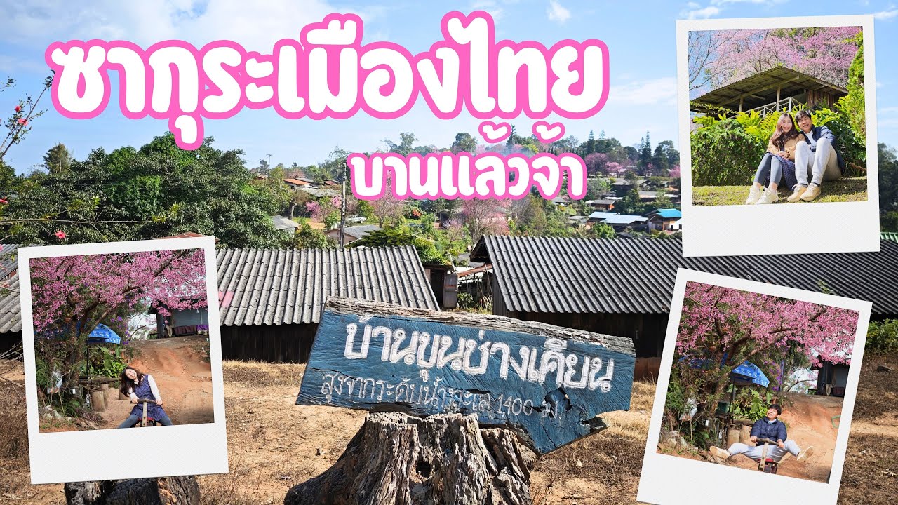 ซากุระเมืองไทย บานแล้ว ที่ ขุนช่างเคี่ยน เชียงใหม่ : Vlogลุงนิว
