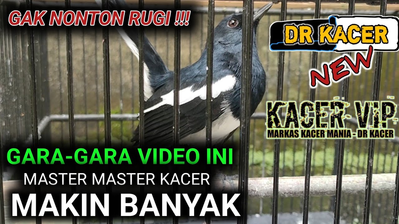 FULL- SAYA BONGKAR TANPA RAHASIA CARA MERAWAT KACER | DR KACER TERBARU