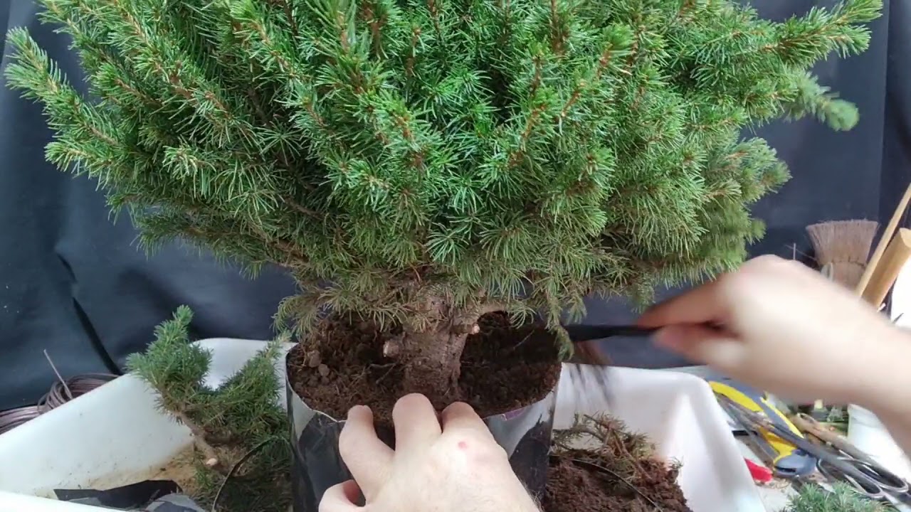 picea glauca de vivero a bonsái parte 1