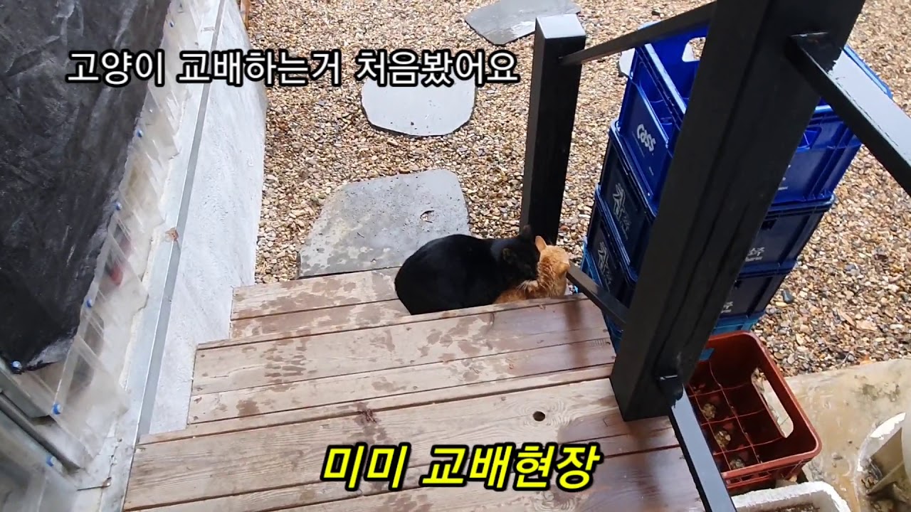 고양이교배현장