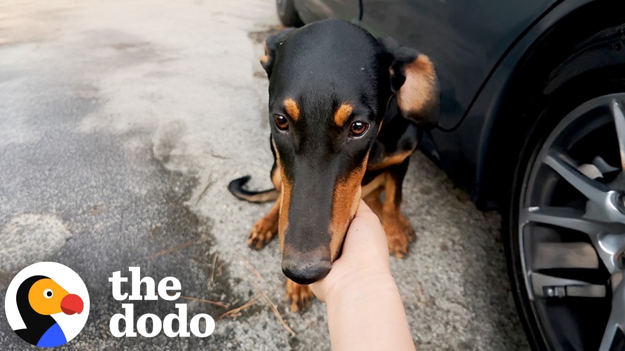Пара нашла щенка добермана по дороге на прогулку | The Dodo