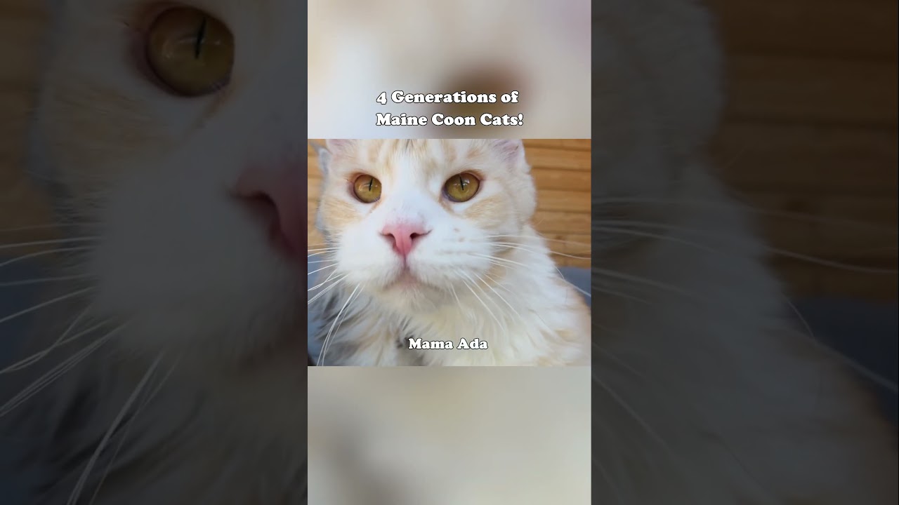 4 Generations of Cats! #mainecoon #cats