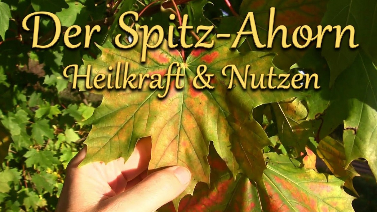 Heilbaum Spitz-Ahorn | Was dieser schöne Baum so alles kann