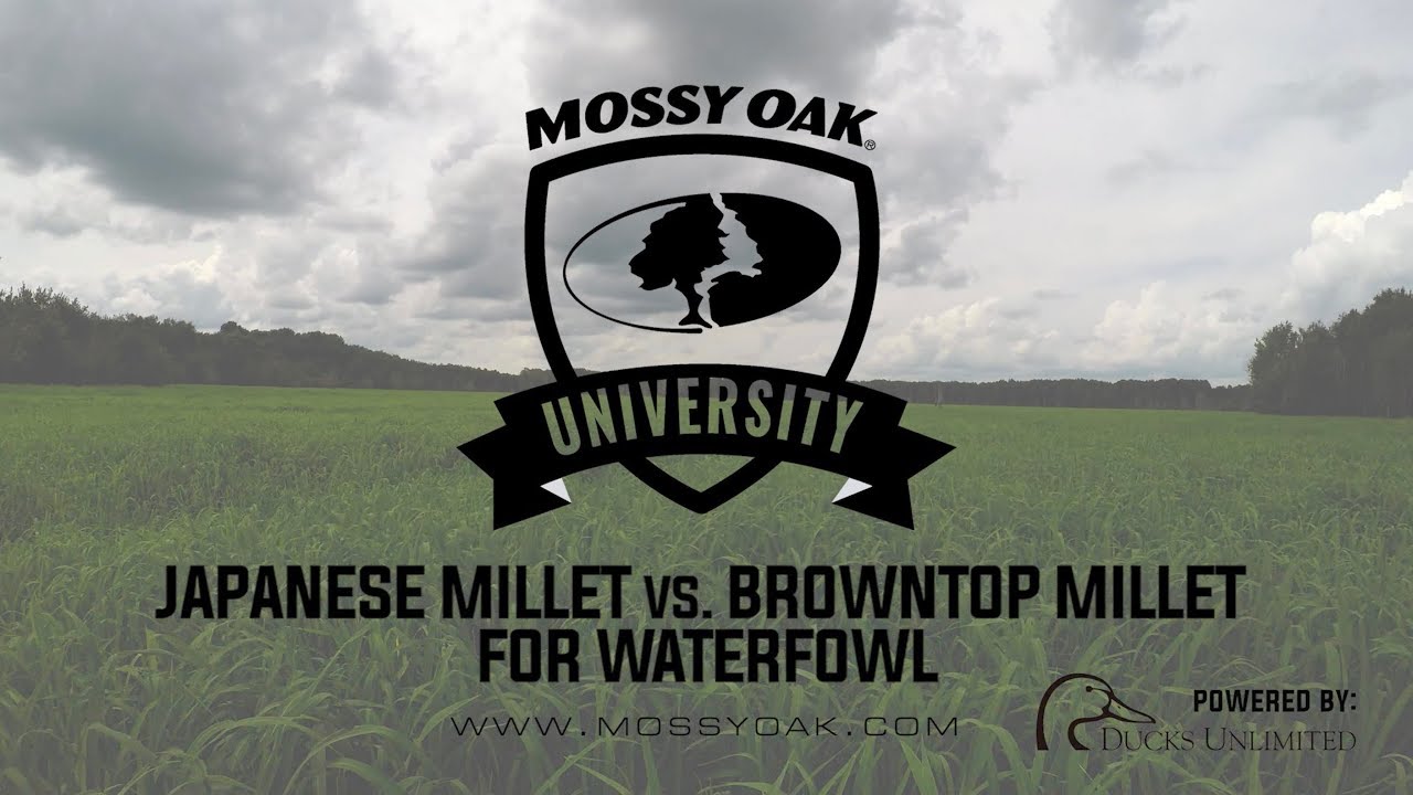 Planting Japanese Millet vs  Browntop Millet | Waterfowl Management