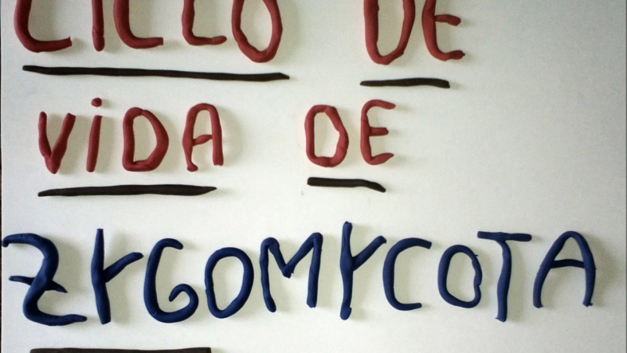Ciclo de vida de Zygomycota
