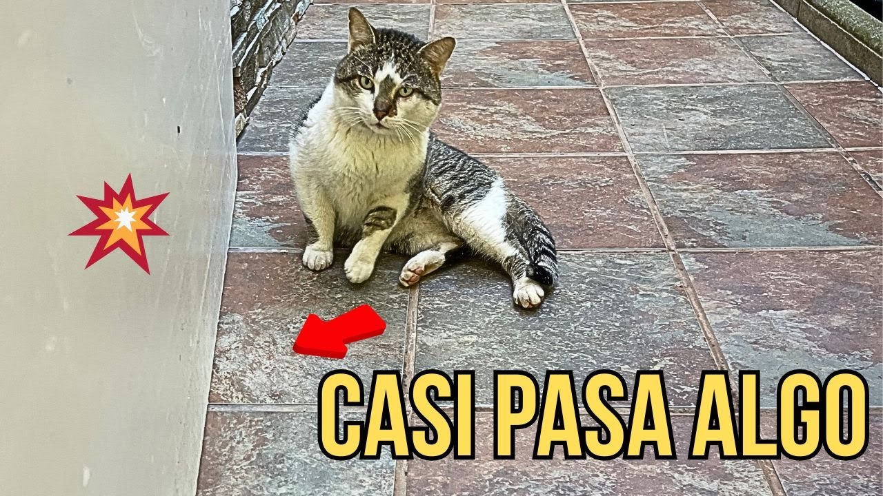 Hoy no vino por la mañana… vino a vigilar 🐱