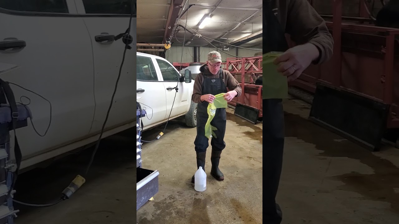 Bull breeding soundness exams