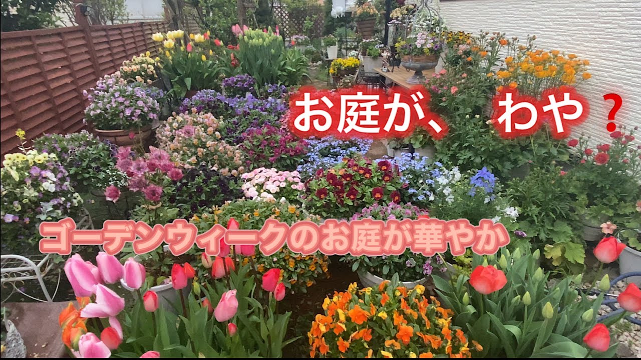 【ゴールデンウィークのお庭】ますます華やかなお庭【ベンチプランターに寄せ植え】簡単でお洒落ホワイト寄せ植え