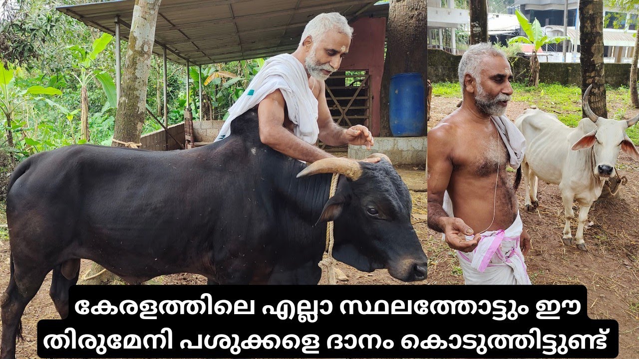 പശുക്കളെ ദാനം നൽകുന്ന തിരുമേനി|Native Cow Farm|Naadan pashu valarthal