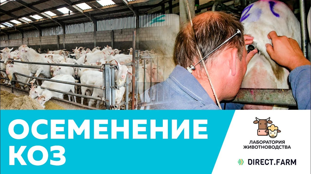 Осеменение коз на крупных и мелких фермах