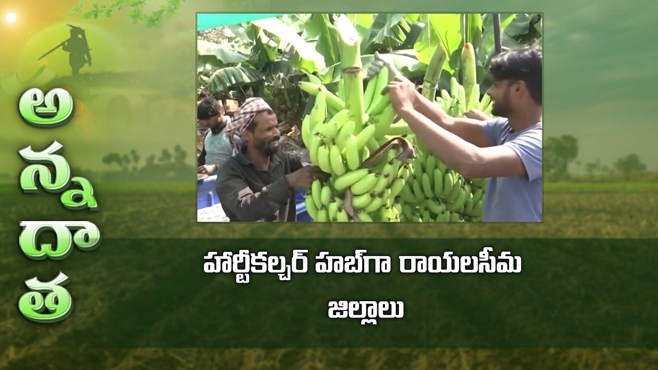 Rayalaseema as horticulture hub - Action by kadapa horticulture department | ETV Telugu