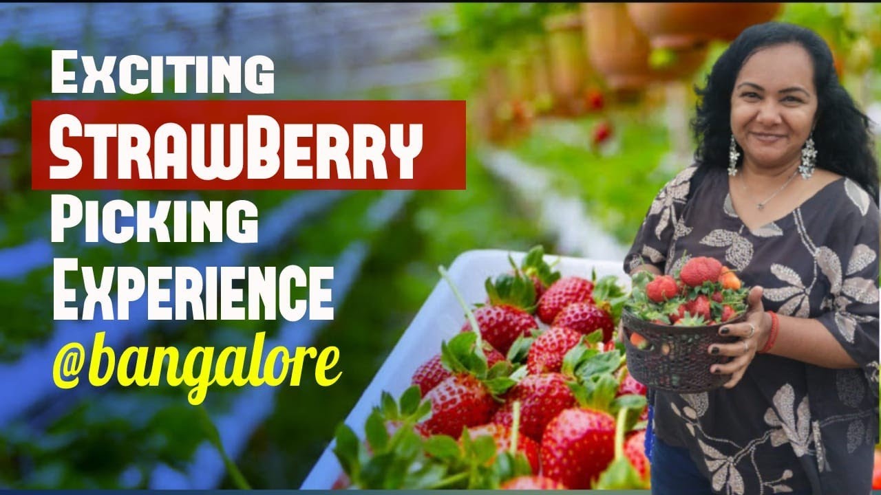 Strawberry Picking @Bangalore |One Day picnic Spot| Awesome Experience| Minnuz Good Times
