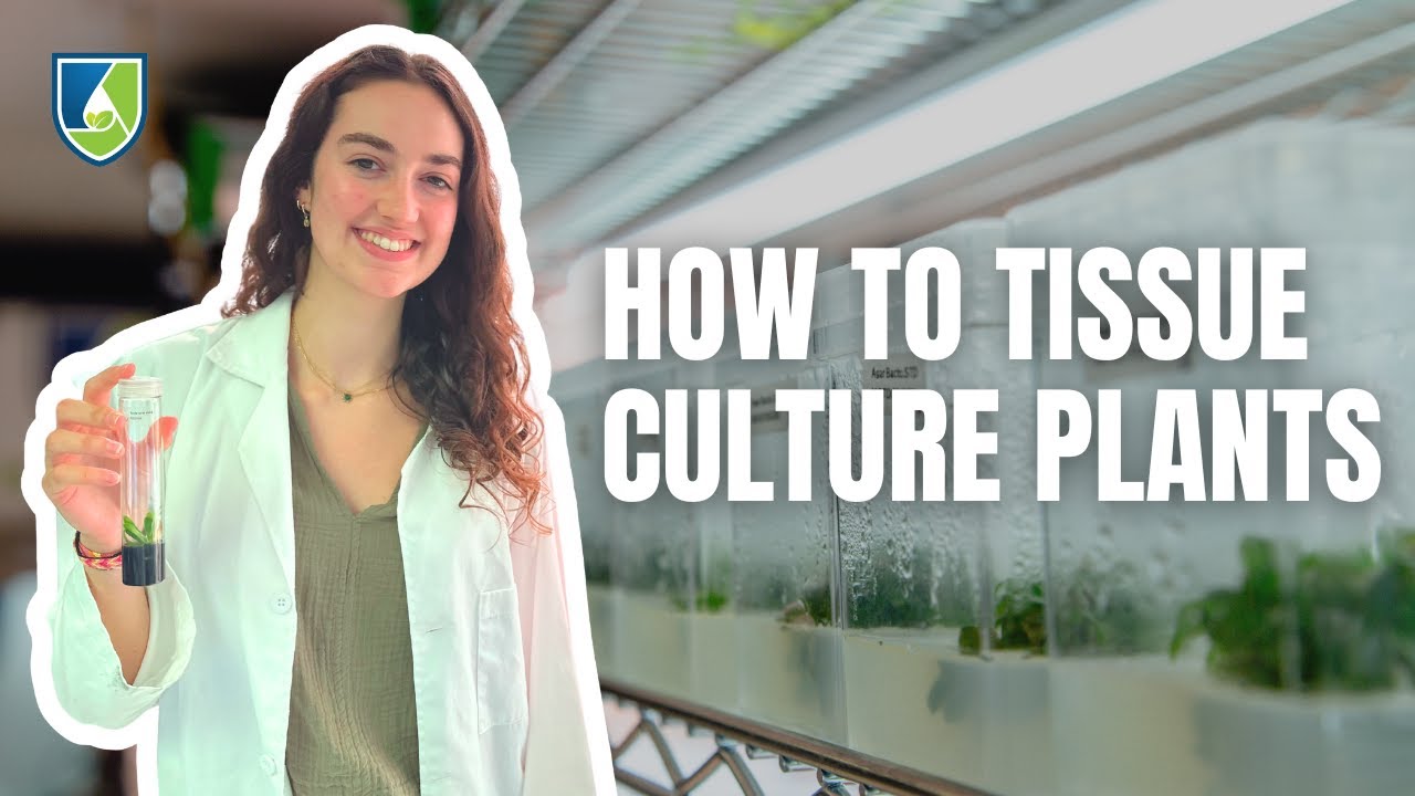 How to Tissue Culture Plants: Your Ultimate How-to Guide